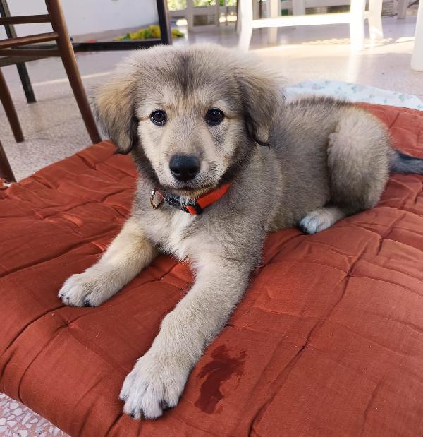 Lyuba, cucciola 2 mesi e mezzo Foto 2